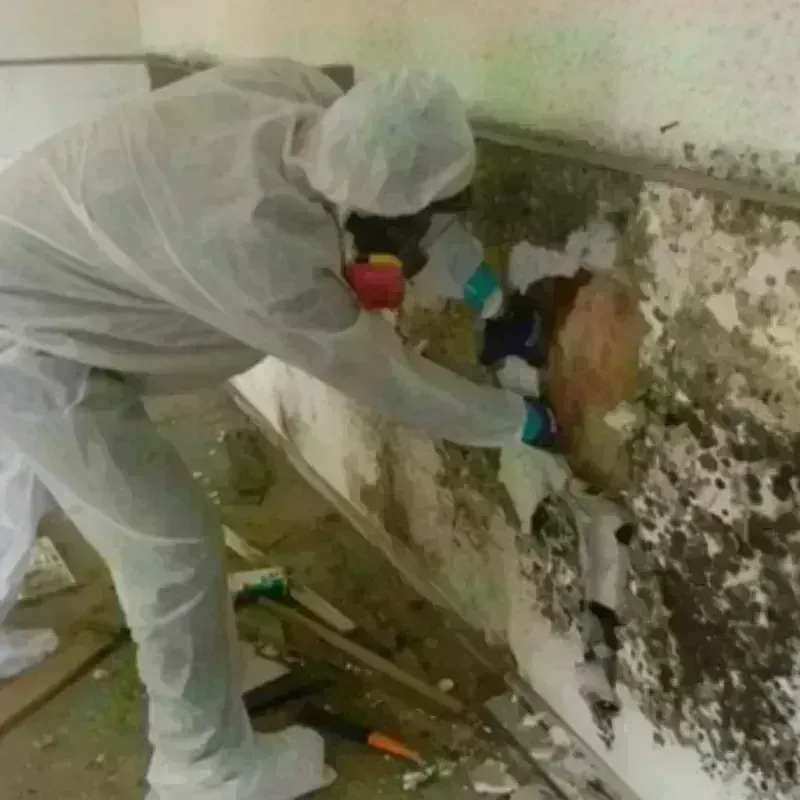 Mold Remediation and Removal in Cut Bank, MT